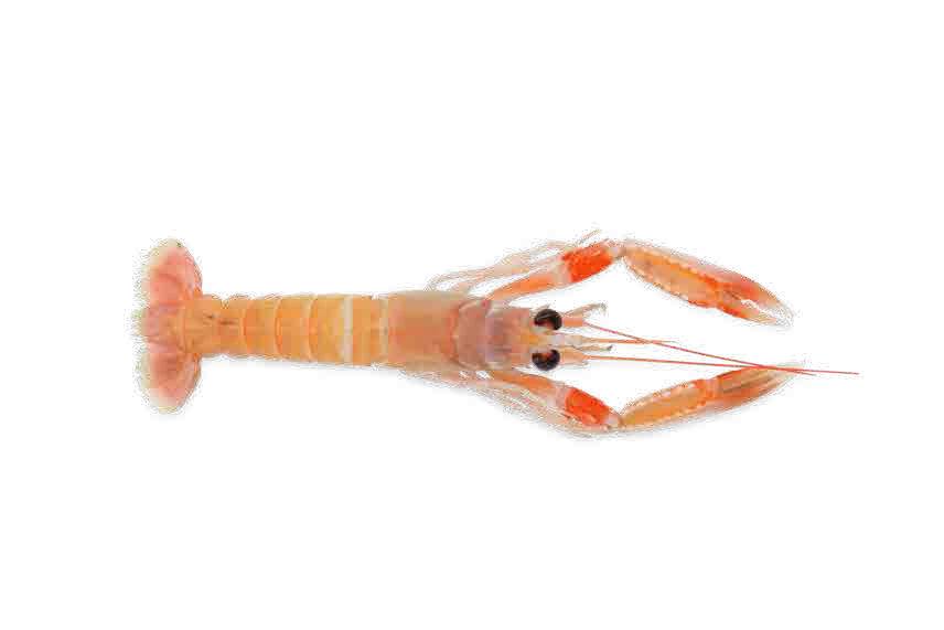 Langoustine