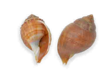 Caracolas de mar