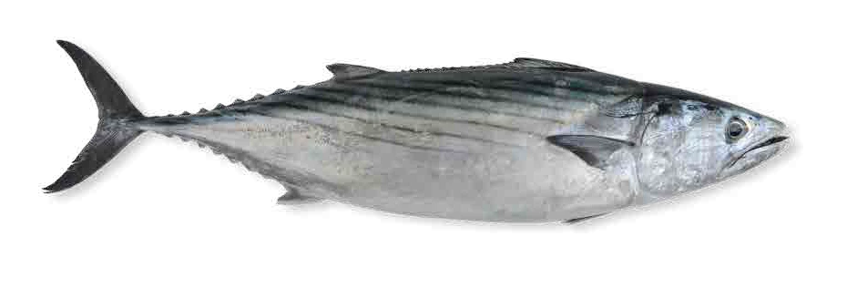 Bonito