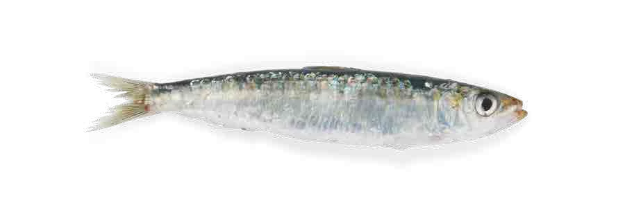 Sardine